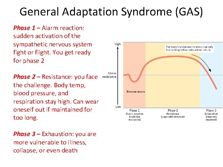 General Adaptation Syndrome (GAS) Phase 1 – Alarm reaction: sudden activation of the sympathetic