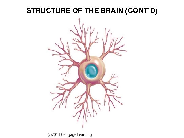 STRUCTURE OF THE BRAIN (CONT’D) 