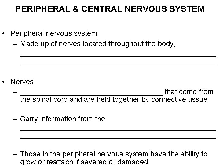 PERIPHERAL & CENTRAL NERVOUS SYSTEM • Peripheral nervous system – Made up of nerves