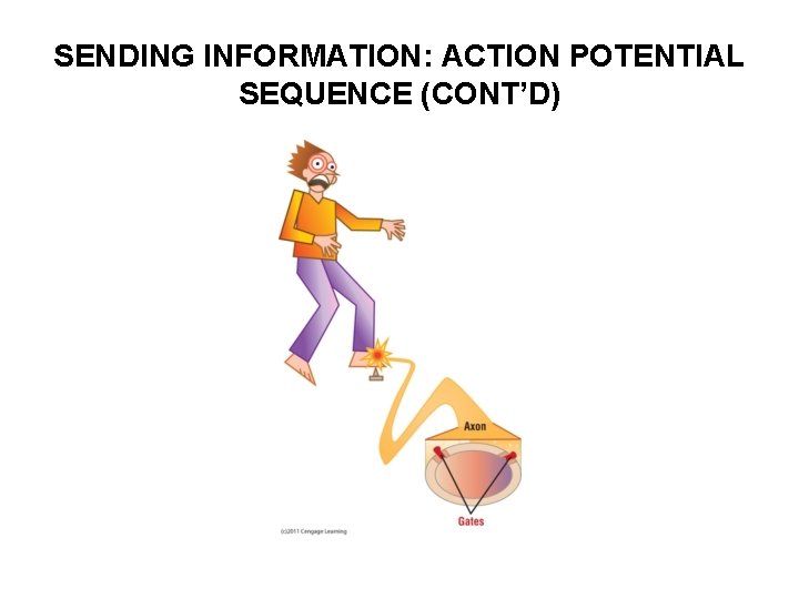 SENDING INFORMATION: ACTION POTENTIAL SEQUENCE (CONT’D) 