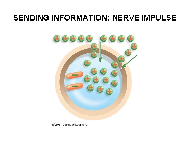 SENDING INFORMATION: NERVE IMPULSE 