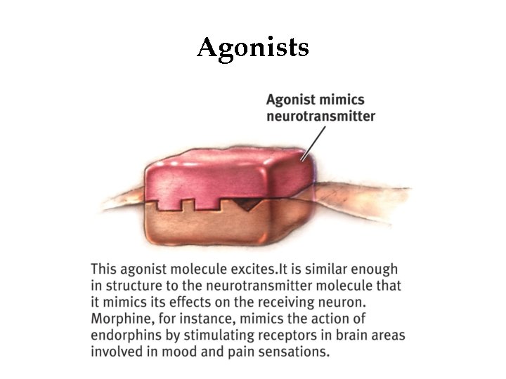 Agonists 