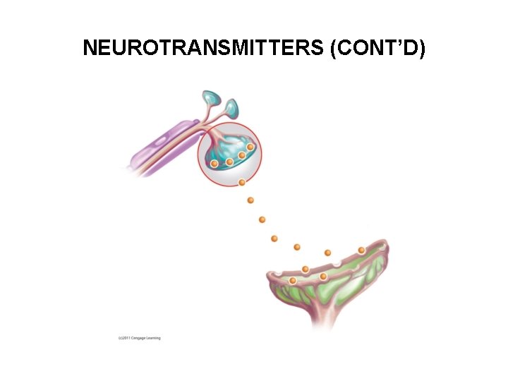 NEUROTRANSMITTERS (CONT’D) 