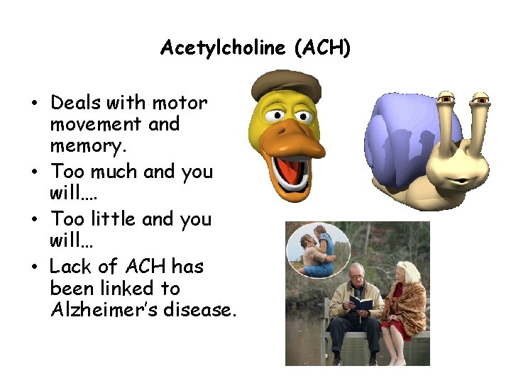 Acetylcholine (ACH) • Deals with motor movement and memory. • Too much and you