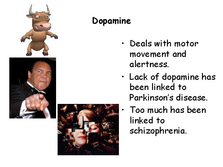 Dopamine • Deals with motor movement and alertness. • Lack of dopamine has been