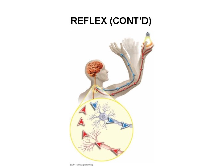 REFLEX (CONT’D) 