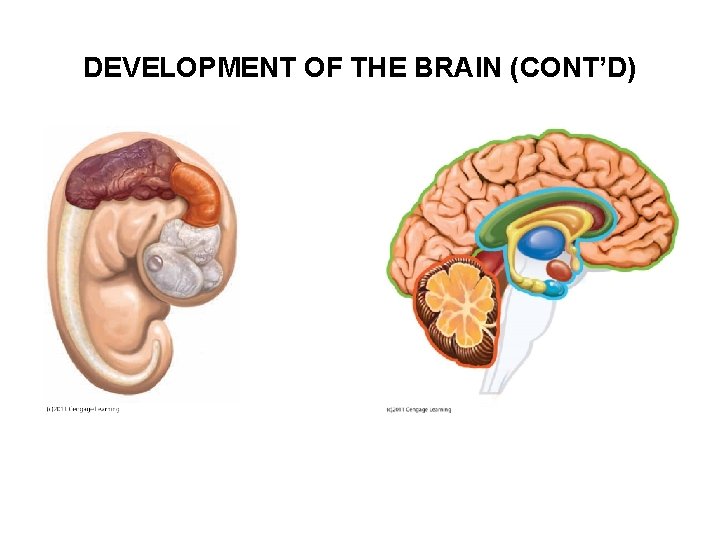 DEVELOPMENT OF THE BRAIN (CONT’D) 