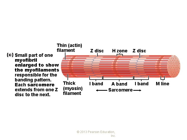 Thin (actin) filament Small part of one myofibril enlarged to show the myofilaments responsible