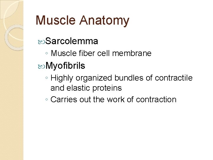 Muscle Anatomy Sarcolemma ◦ Muscle fiber cell membrane Myofibrils ◦ Highly organized bundles of