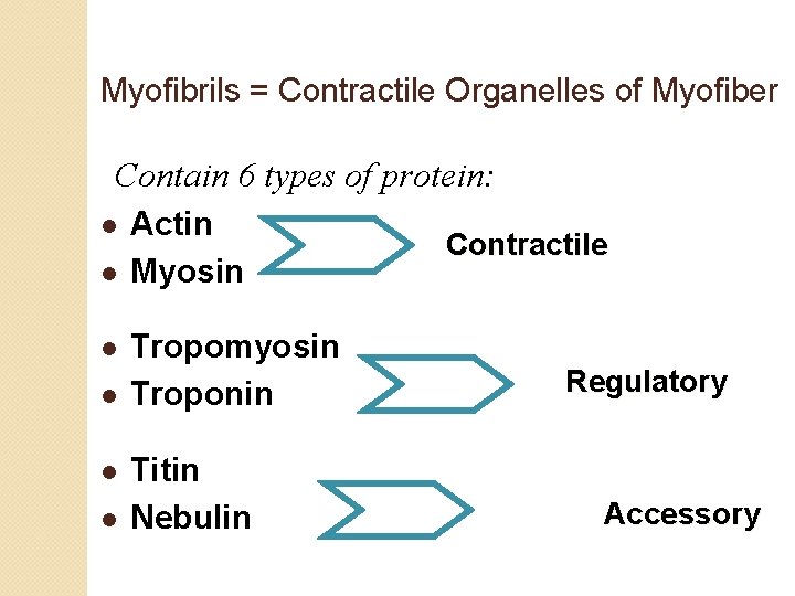 Myofibrils = Contractile Organelles of Myofiber Contain 6 types of protein: l l l