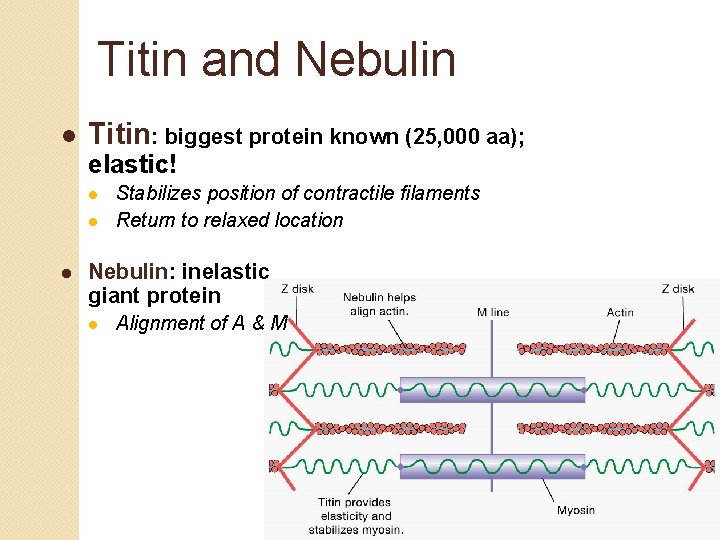 Titin and Nebulin l Titin: biggest protein known (25, 000 aa); elastic! l l