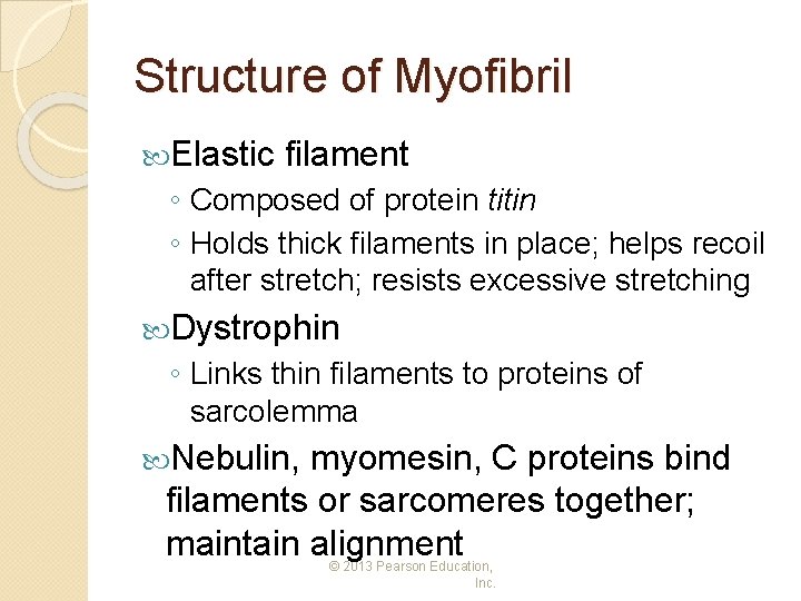 Structure of Myofibril Elastic filament ◦ Composed of protein titin ◦ Holds thick filaments