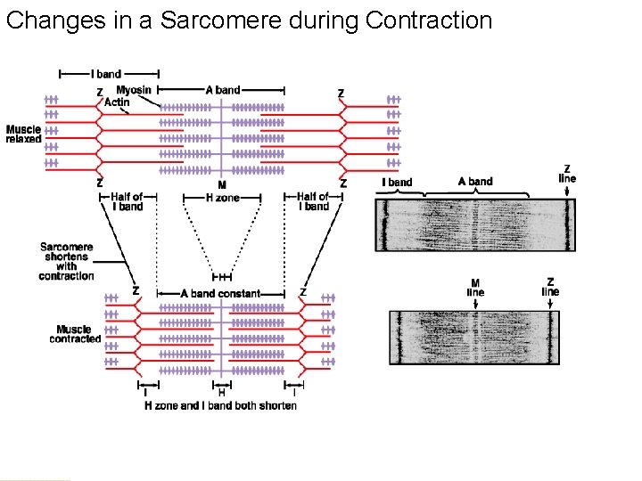 Changes in a Sarcomere during Contraction 