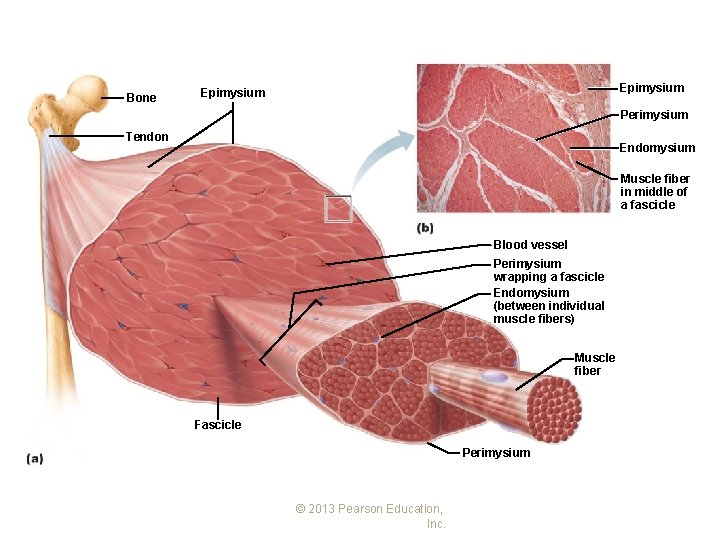 Bone Epimysium Perimysium Tendon Endomysium Muscle fiber in middle of a fascicle Blood vessel