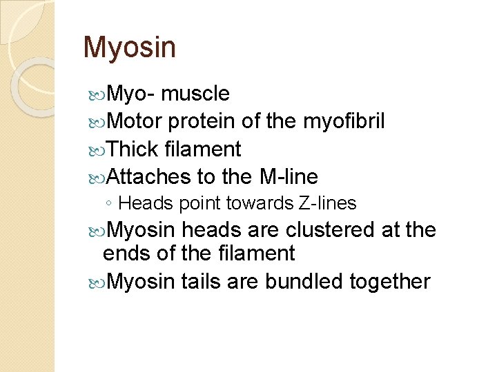 Myosin Myo- muscle Motor protein of the myofibril Thick filament Attaches to the M-line