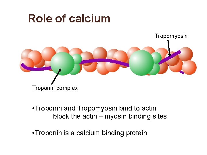 Role of calcium Tropomyosin Troponin complex • Troponin and Tropomyosin bind to actin block