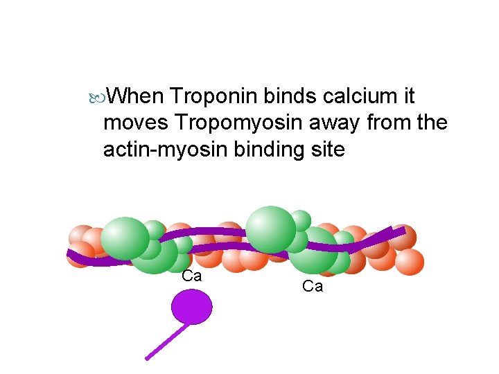  When Troponin binds calcium it moves Tropomyosin away from the actin-myosin binding site