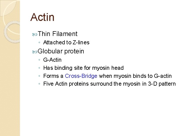 Actin Thin Filament ◦ Attached to Z-lines Globular ◦ ◦ protein G-Actin Has binding