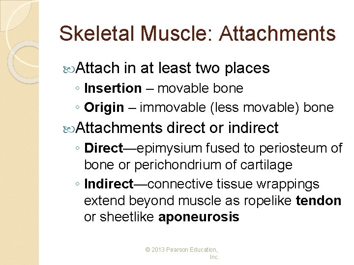 Skeletal Muscle: Attachments Attach in at least two places ◦ Insertion – movable bone