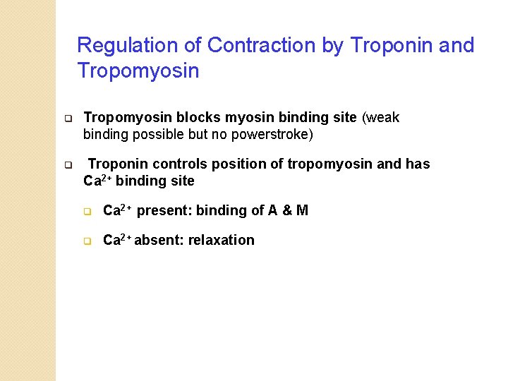 Regulation of Contraction by Troponin and Tropomyosin q Tropomyosin blocks myosin binding site (weak