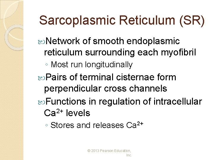 Sarcoplasmic Reticulum (SR) Network of smooth endoplasmic reticulum surrounding each myofibril ◦ Most run