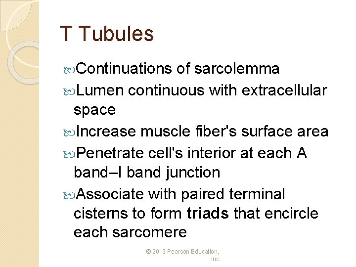 T Tubules Continuations of sarcolemma Lumen continuous with extracellular space Increase muscle fiber's surface