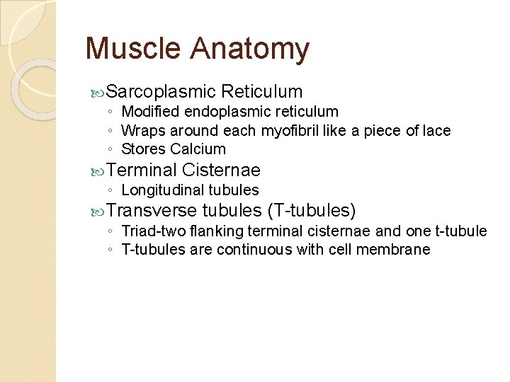 Muscle Anatomy Sarcoplasmic Reticulum ◦ Modified endoplasmic reticulum ◦ Wraps around each myofibril like