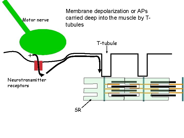 Motor nerve Membrane depolarization or APs carried deep into the muscle by Ttubules T-tubule