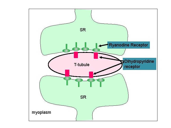 SR Ryanodine Receptor T-tubule My SR myoplasm Dihydropyridine receptor 