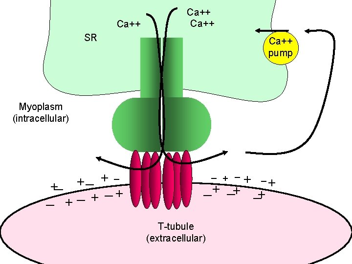 Ca++ SR Ca++ pump Myoplasm (intracellular) _ +_ + _ _ +_ + +