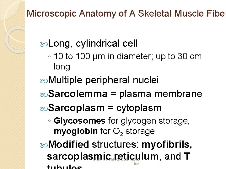 Microscopic Anatomy of A Skeletal Muscle Fiber Long, cylindrical cell ◦ 10 to 100