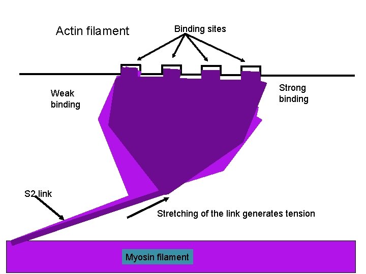 Actin filament Binding sites Strong binding Weak binding Myosin head group S 2 link