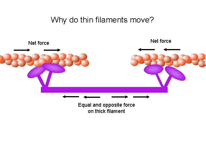 Why do thin filaments move? Net force Equal and opposite force on thick filament