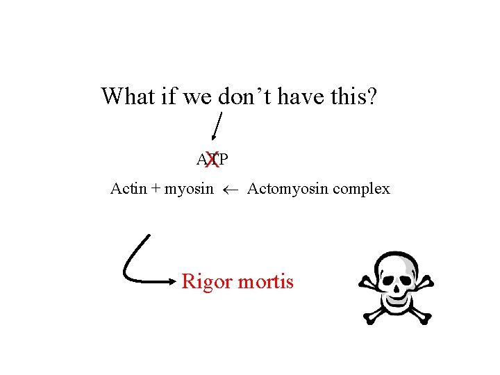 What if we don’t have this? ATP X Actin + myosin Actomyosin complex Rigor