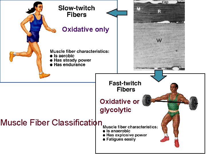 Oxidative only Oxidative or glycolytic Muscle Fiber Classification 