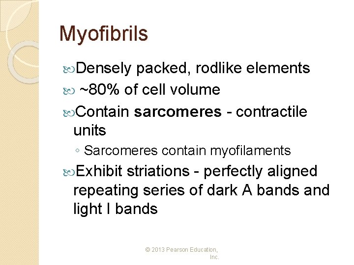 Myofibrils Densely packed, rodlike elements ~80% of cell volume Contain sarcomeres - contractile units