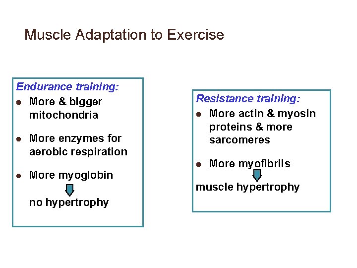 Muscle Adaptation to Exercise Endurance training: l More & bigger mitochondria l More enzymes