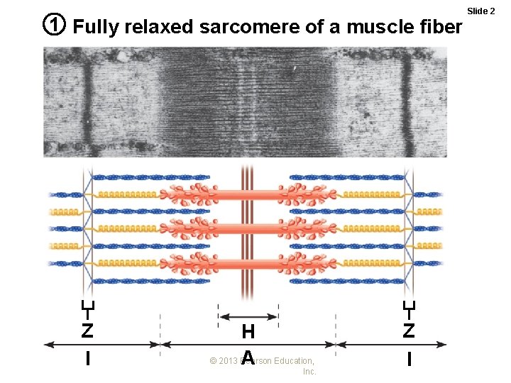 1 Fully relaxed sarcomere of a muscle fiber Z I H © 2013 Pearson