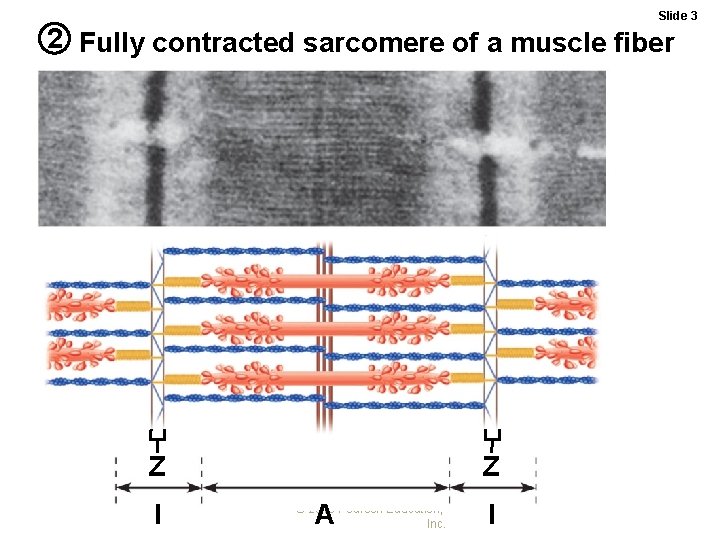 Slide 3 2 Fully contracted sarcomere of a muscle fiber Z I Z A