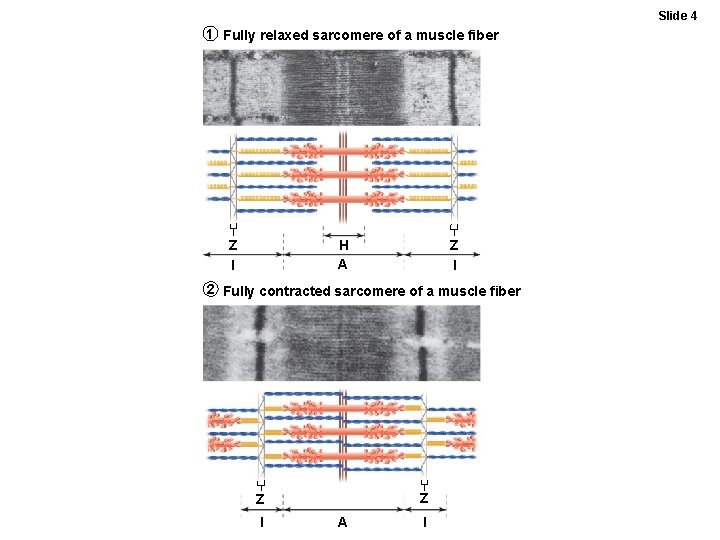 Slide 4 1 Fully relaxed sarcomere of a muscle fiber H A Z I