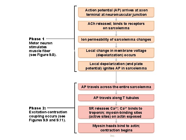 Action potential (AP) arrives at axon terminal at neuromuscular junction ACh released; binds to