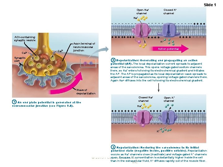 Slide 1 Open Na+ channel Closed K+ channel Na+ ACh-containing synaptic vesicle Ca 2+