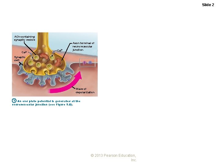 Slide 2 ACh-containing synaptic vesicle Ca 2+ Axon terminal of neuromuscular junction Synaptic cleft