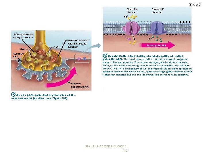 Slide 3 Open Na+ channel Closed K+ channel Na+ ACh-containing synaptic vesicle Ca 2+