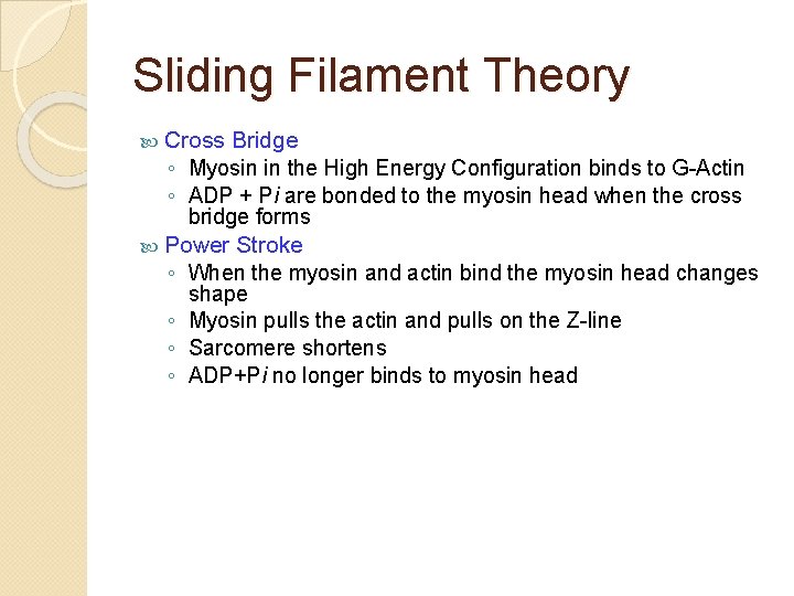 Sliding Filament Theory Cross Bridge ◦ Myosin in the High Energy Configuration binds to