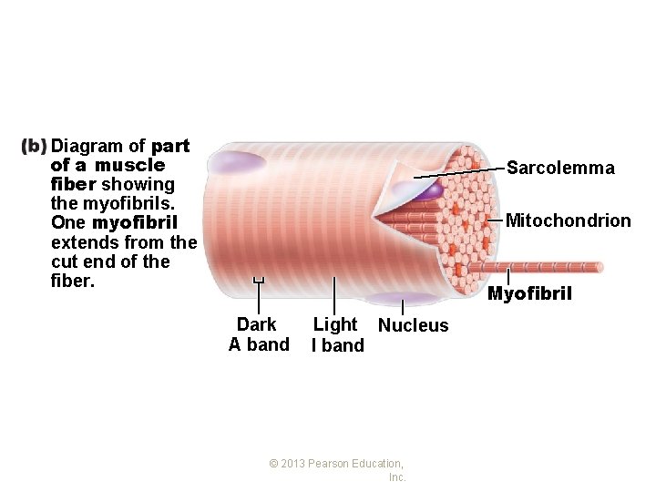 Diagram of part of a muscle fiber showing the myofibrils. One myofibril extends from