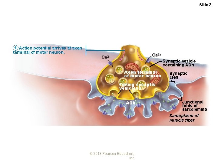 Slide 2 1 Action potential arrives at axon terminal of motor neuron. Synaptic vesicle