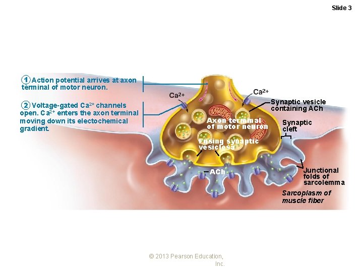 Slide 3 1 Action potential arrives at axon terminal of motor neuron. 2 Voltage-gated