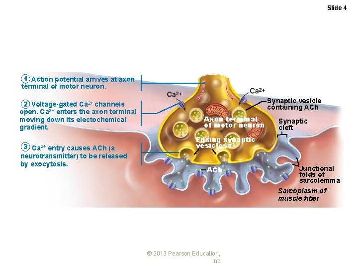 Slide 4 1 Action potential arrives at axon terminal of motor neuron. 2 Voltage-gated