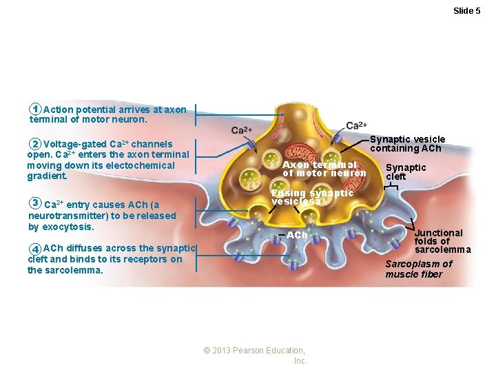 Slide 5 1 Action potential arrives at axon terminal of motor neuron. 2 Voltage-gated